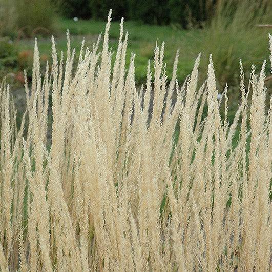 Feather Reed - Karl Foerster - 3 gallon - Hicks Nurseries