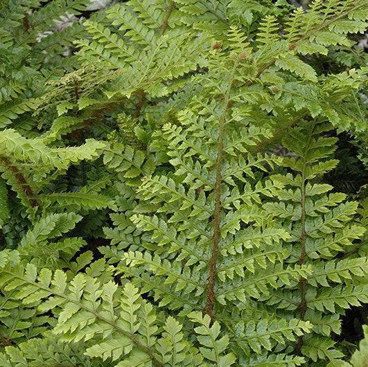 Fern - Tassel - 1 gallon - Hicks Nurseries
