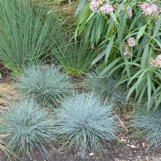 Fescue - Cool As Ice - 1 gallon