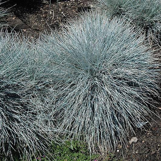 Fescue - Elijah Blue - 1 gallon - Hicks Nurseries