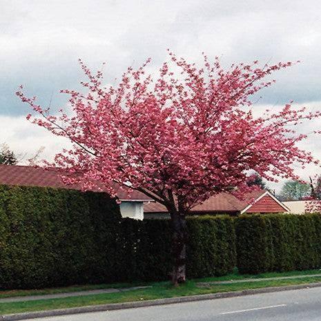 Flowering Cherry - Kwanzan - Balled and Burlapped - Hicks Nurseries