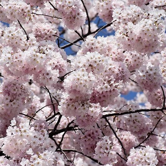 Flowering Cherry - Yoshino - Balled and Burlapped - Hicks Nurseries