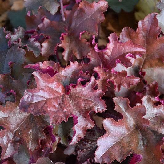 Foamy Bells - Red Sea - 1 gallon