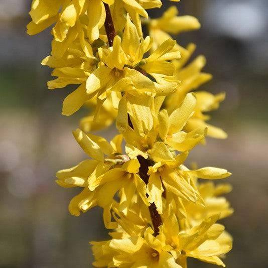 Forsythia - Lynwood Gold - Balled and Burlapped