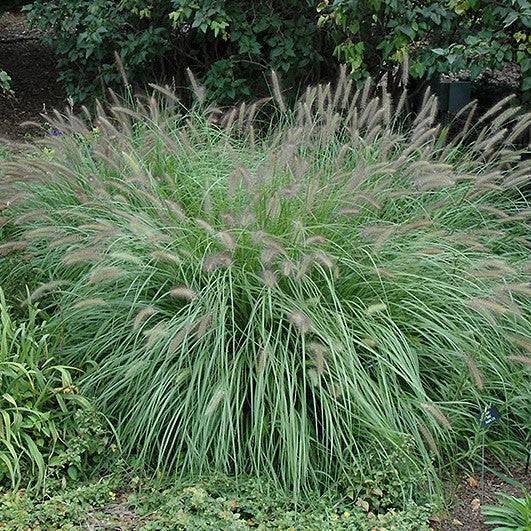 Fountain Grass - Alopec - 3 gallon