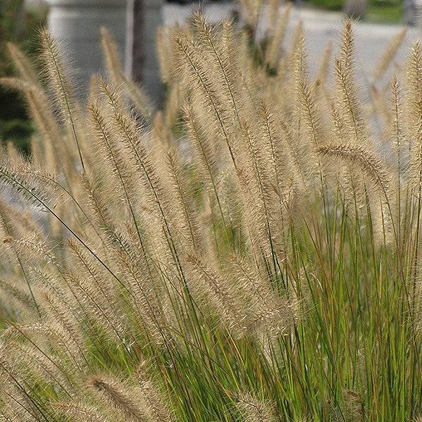 Fountain Grass - Hameln - 3 gallon - Hicks Nurseries