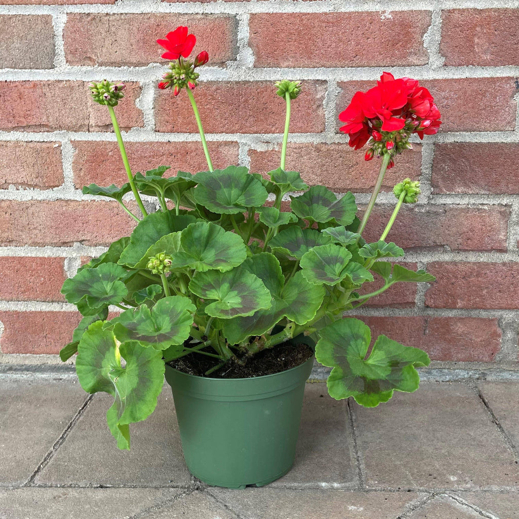 Geraniums In Pots