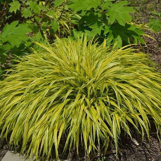 Hakone - Grass Aureola - 1 gallon
