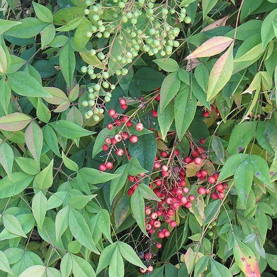 Heavenly Bamboo - 7 gallon