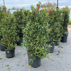 RAZ, Mixed Holly & Berry Pick, 15 - Alsip Home & Nursery