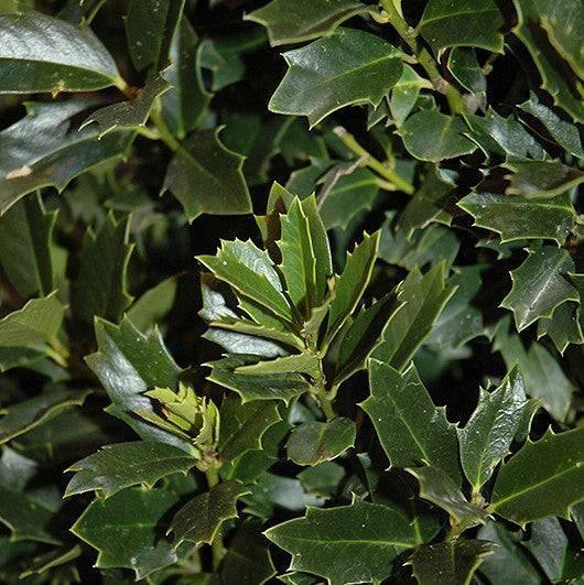 Holly - Oakland™ - 15 gallon