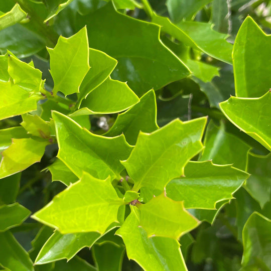 Holly - Oakleaf - 7 gallon
