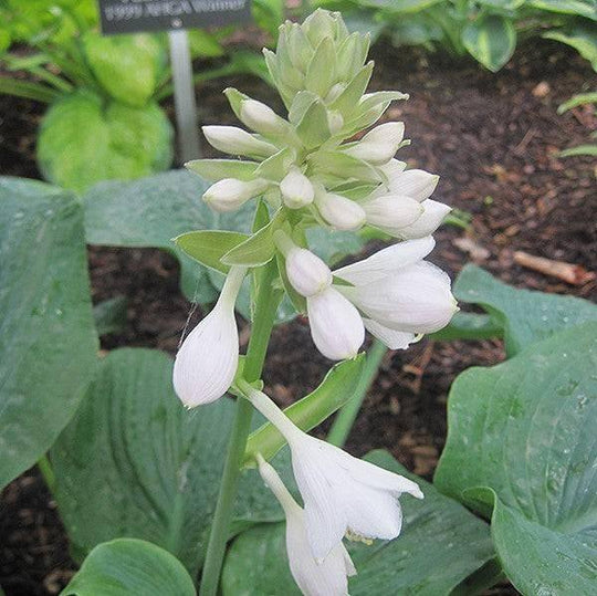 Hosta - Elegans - 2 gallon