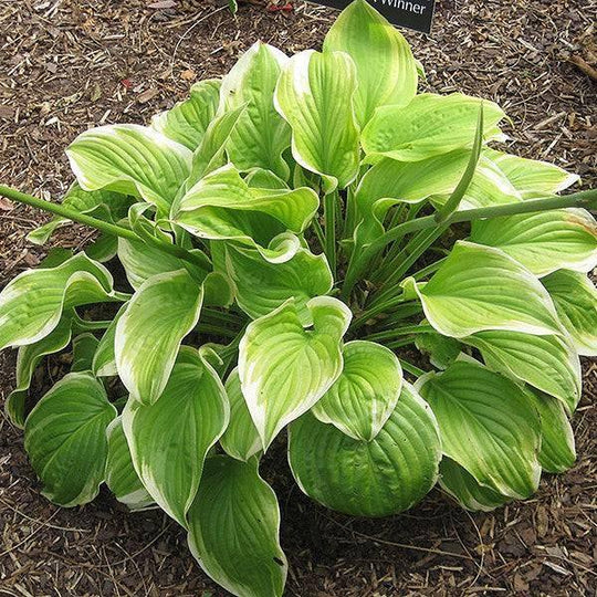 Hosta - Fragrant Bouquet - 1 gallon