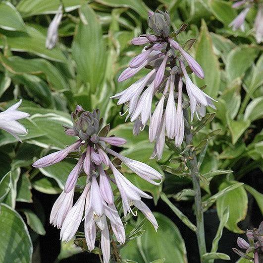 Hosta - Francee - 2 gallon - Hicks Nurseries