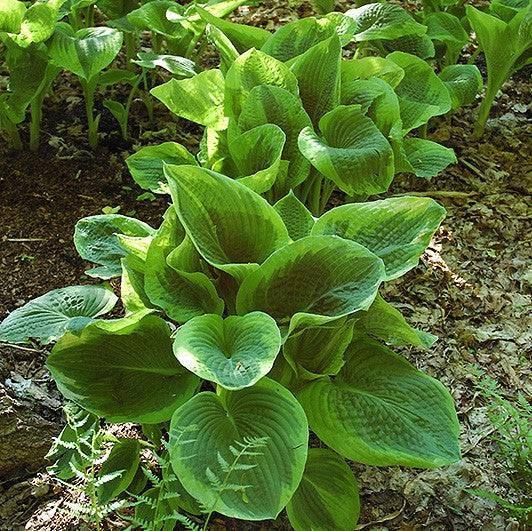 Hosta - Frances Williams - 2 gallon
