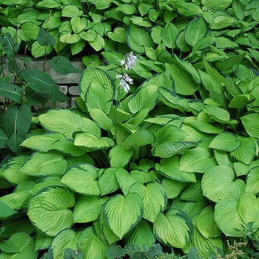 Hosta - Gold Standard - 2 gallon