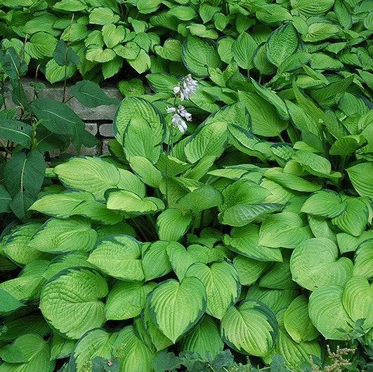 Hosta - Gold Standard - 2 gallon