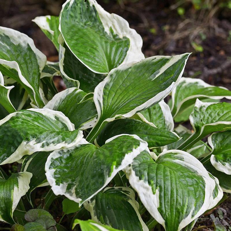 Hosta - Patriot