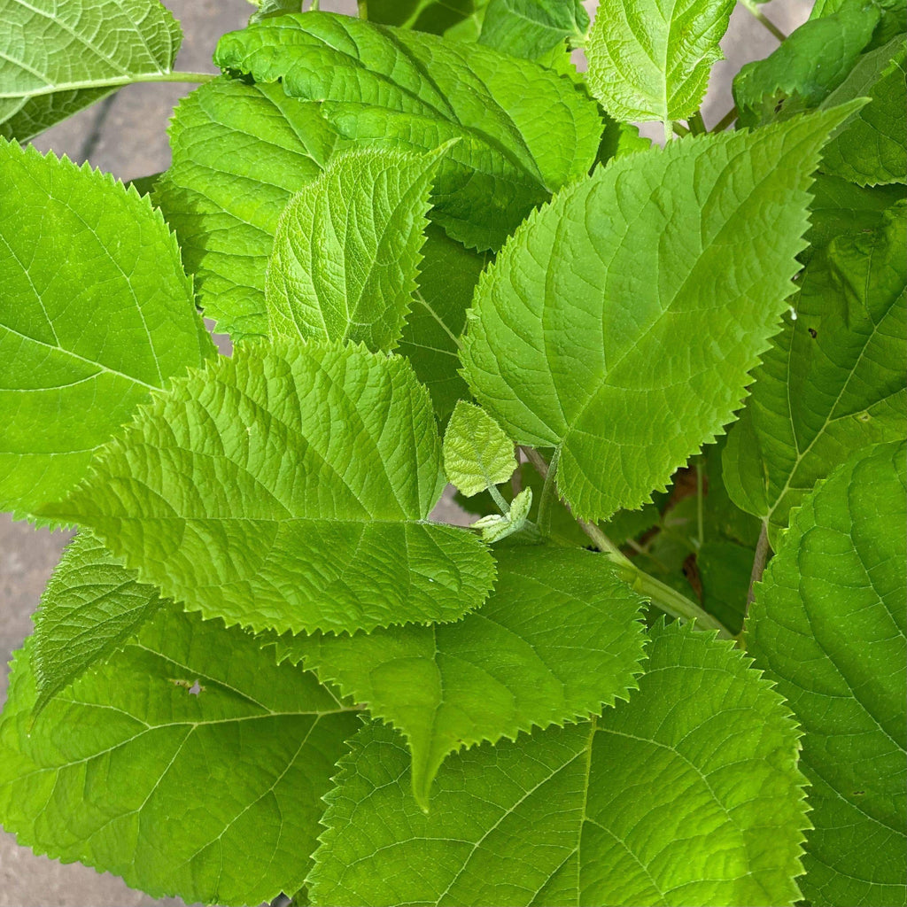 Hydrangea - Annabelle