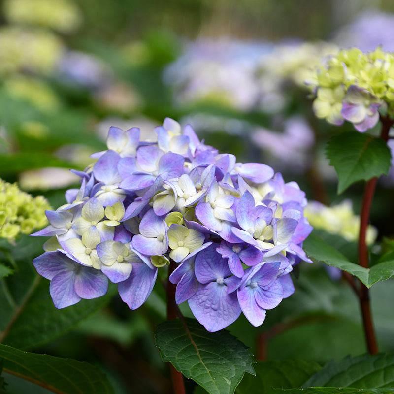 Hydrangea - Bloomstruck - 3 Gallon