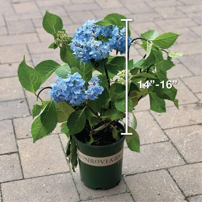 Hydrangea - Blue Enchantress® - 1 gallon