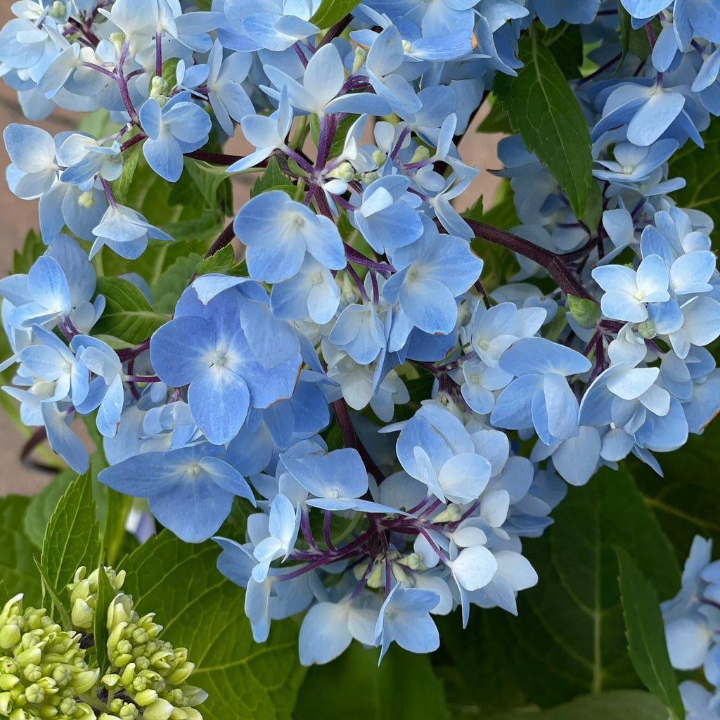 Hydrangea - Blue Enchantress® - 1 gallon - Hicks Nurseries