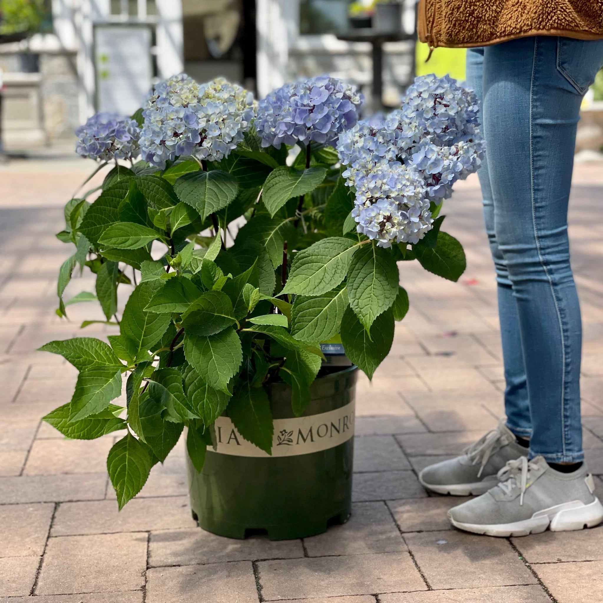 Hydrangea Blue Enchantress® 5 gallon