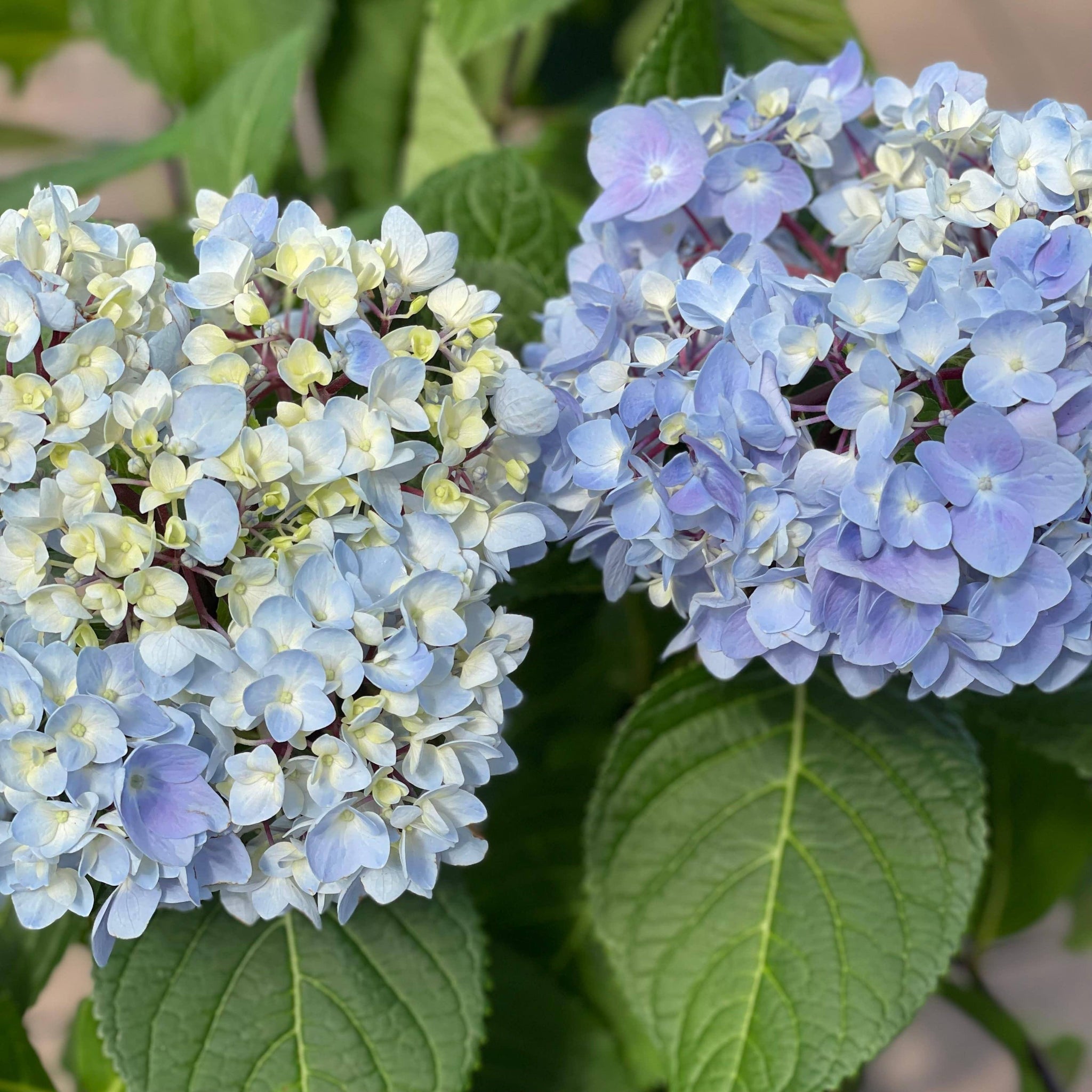 Hydrangea Blue Enchantress® 5 gallon