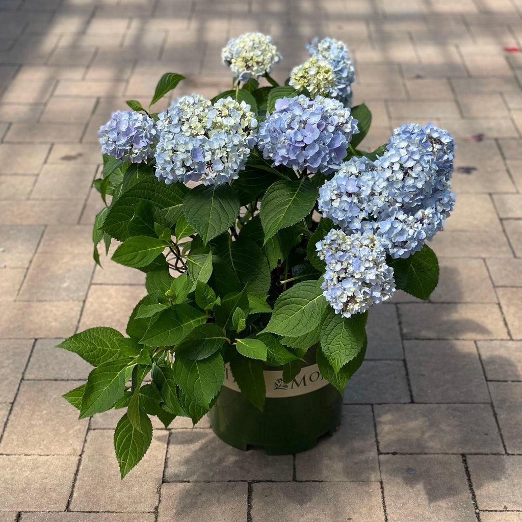 Hydrangea - Blue Enchantress® - 5 gallon