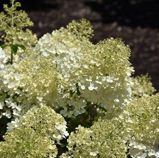 Hydrangea - Bobo® - 3 gallon