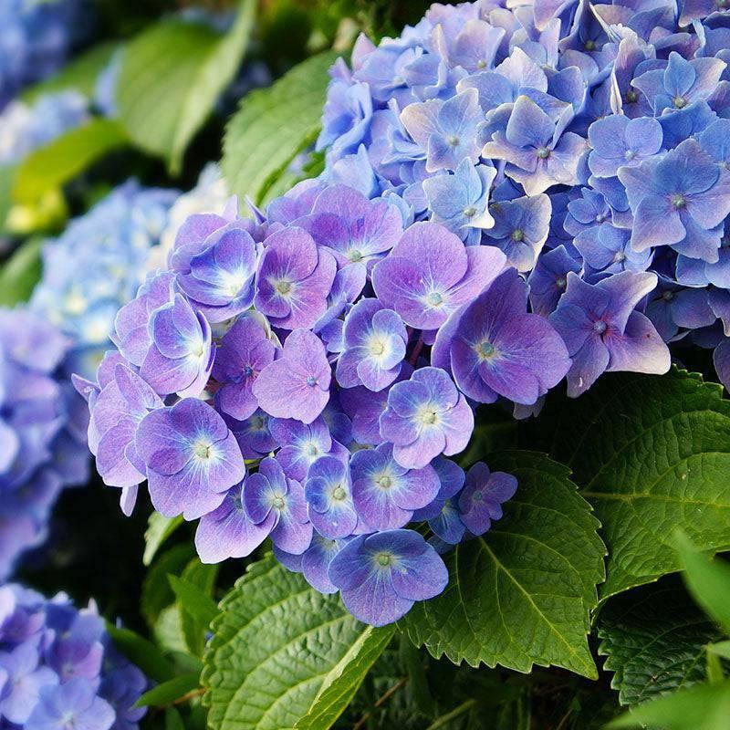 hydrangea0223ページ Hydrangea - Endless Summer® - 3 gallon