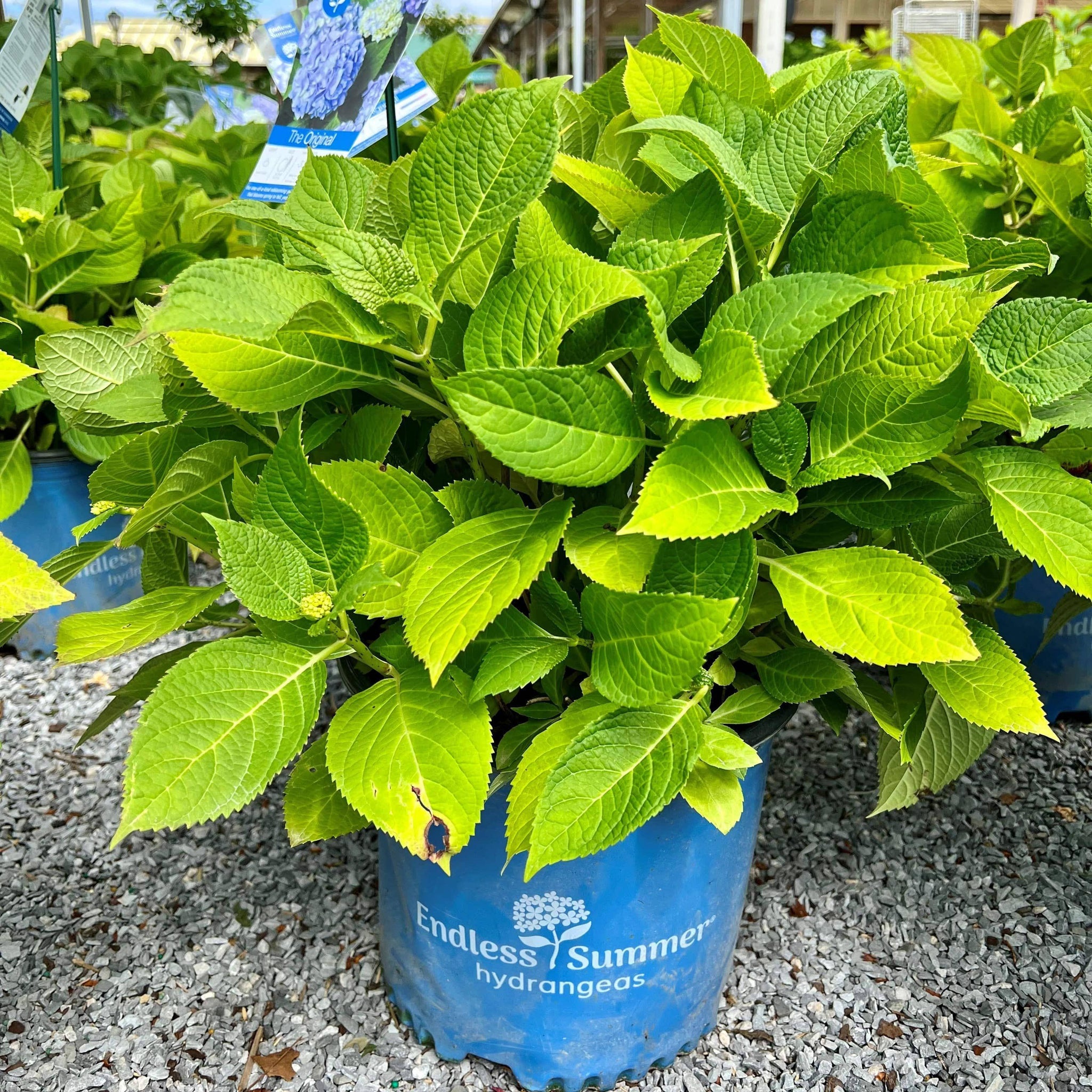 Shrub Material Flowering Shrubs