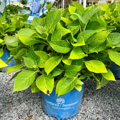 Hydrangea - Endless Summer® - 3 gallon