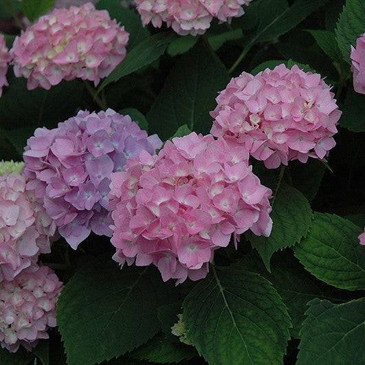 ☆hydrangea☆さま 専用です Hydrangea - Endless Summer® - 5 gallon