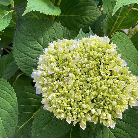 Hydrangea - Endless Summer - 7 gallon