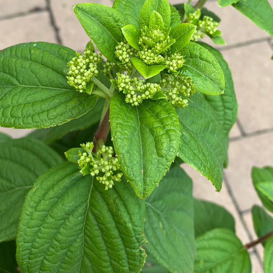 Hydrangea - Fire Light® - 3 gallon