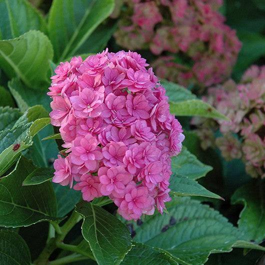 Hydrangea - Forever & Ever® Together - 3 gallon