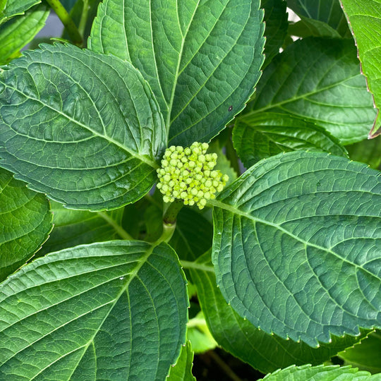 Hydrangea - LA Dreamin'® 5 gallon