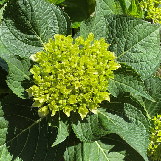 Hydrangea - Let's Dance® Blue Jangles® - 3 gallon