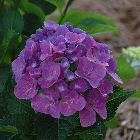 Hydrangea - Let's Dance® Rave® - 5 gallon