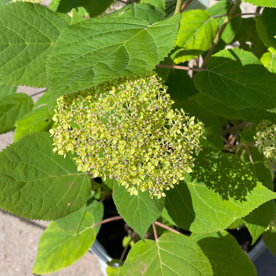Hydrangea  - Lime Rickey - 3 gallon