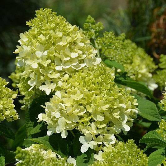 Hydrangea - Little Lime - 3 gallon