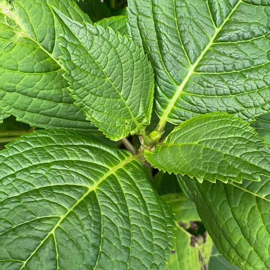 Hydrangea - Nantucket Blue - 5 gallon