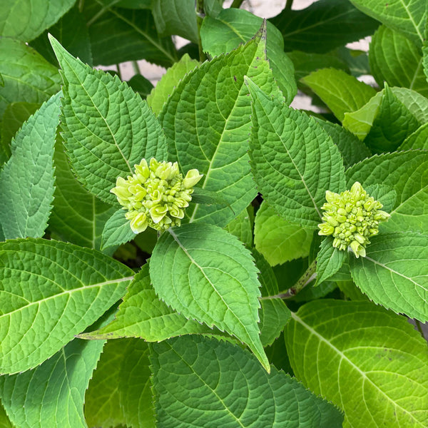 TWO- #1 Gallon Potted Nantucket Blue(TM) Hydrangea (Hydrangea macrophylla 'Grenan') plant shrub on sale