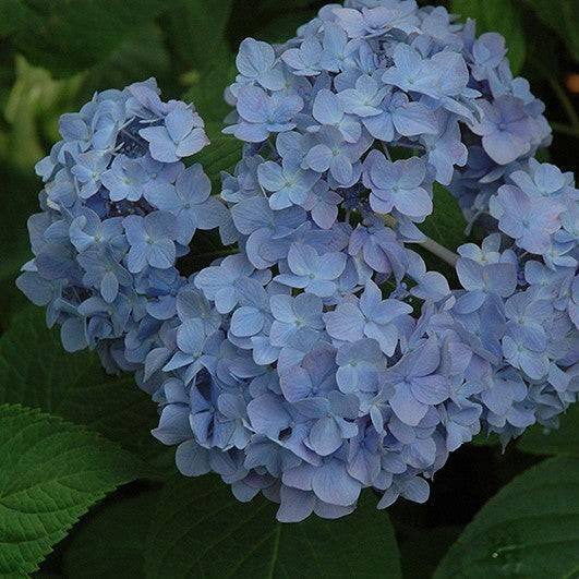 Hydrangea - Nikko Blue - 5 gallon