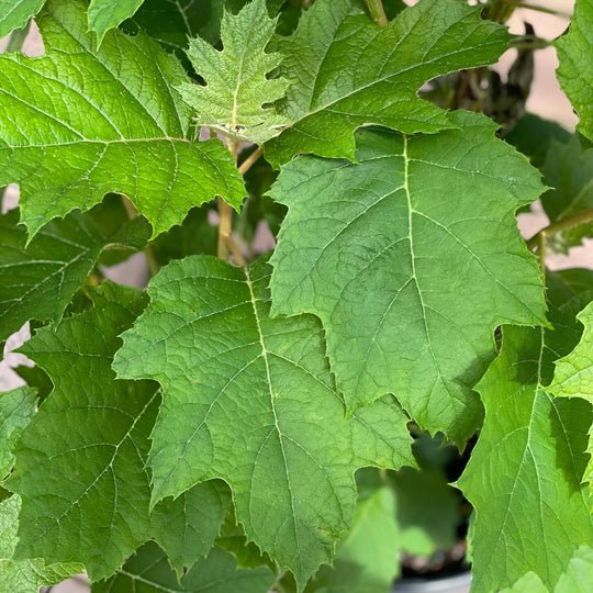 Hydrangea - Oakleaf Alice - 3 gallon