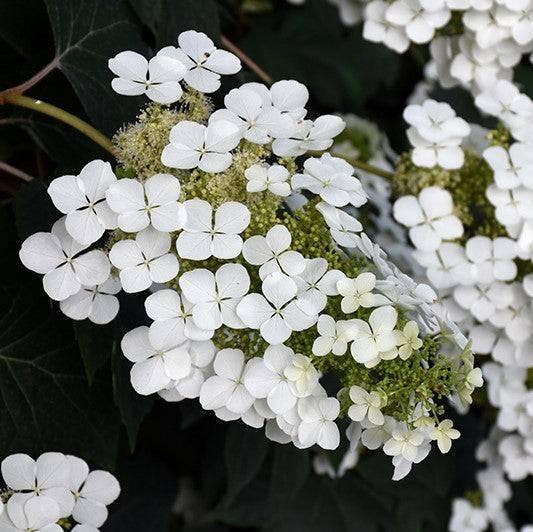 Hydrangea - Pee Wee - 5 gallon