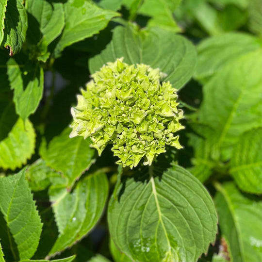 Hydrangea - Penny Mac - 3 gallon