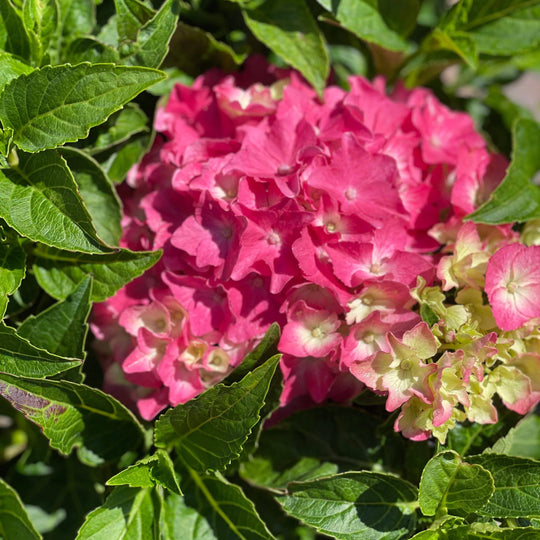 Hydrangea - Pink Elf - 2 gallon